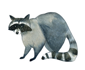 Watercolor illustration on white background. Set of raccoon. Simple sketch of wild animals