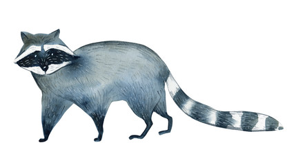 Watercolor illustration on white background. Set of raccoon. Simple sketch of wild animals