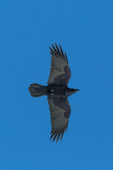 Obraz premium black northern raven (corvus corax) in flight, blue sky