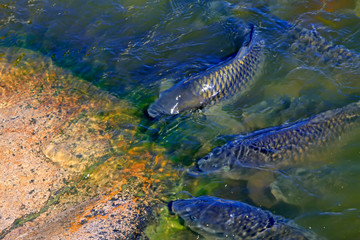 carp in the pond