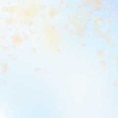 Yellow orange flower petals falling down. Radiant 