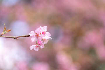 Beautiful cherry blossoms sakura tree bloom in spring over the blue sky, copy space, close up.