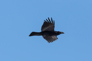 portrait northern raven (Corvus corax) in flight, blue sky