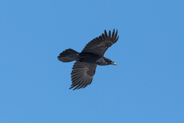 one northern raven (Corvus corax) in flight, blue sky