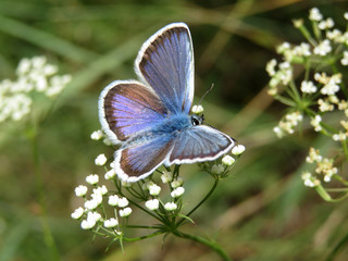 Fototapeta premium Common Blue butterfly on a white flowers close-up. Polyommatus icarus on spring meadow, beauty of nature