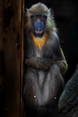 A beautiful madril baboon with bright yellow hair and blue nose on a dark background.