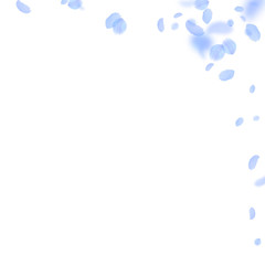 Dark blue flower petals falling down. Decent roman