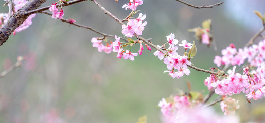 Beautiful cherry blossoms sakura tree bloom in spring over the blue sky, copy space, close up.