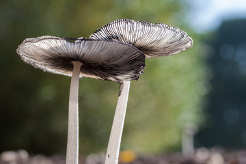 Two mushrooms in a park are beautifully illuminated by the sun.  Detailed capture of mushrooms with a nice blurred background of the park.