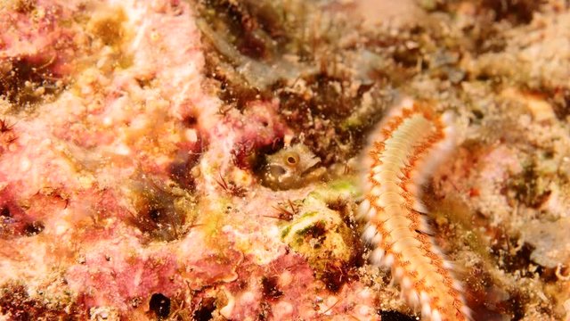 Close up of fireworm as a part of the coral reef in the Caribbean Sea around Curacao