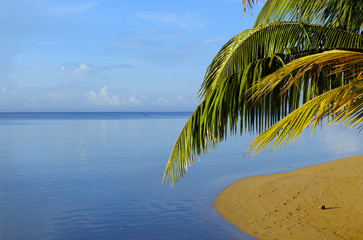 Fototapeta premium palm leaves and beach at sunset, Sainte Marie Island, Madagascar