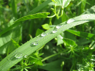 Morning dew on a blade of grass. Water drops glittering in sunlight on green grass, spring freshness