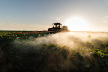 Fototapeta premium Farmer on a tractor with a sprayer makes fertilizer for young vegetable