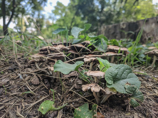  mushrooms in green grass