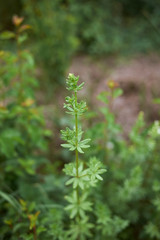 Galium mollugo