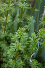 Galium mollugo