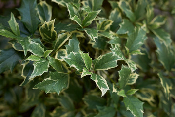 Obraz premium Ilex aquifolium