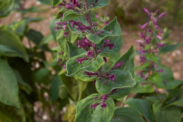 Obraz premium Lepechinia hastata