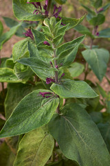 Obraz premium Lepechinia hastata