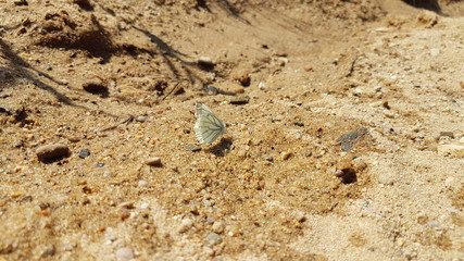 Schmetterling