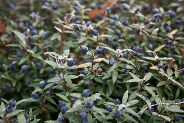 Myrtus communis shrub