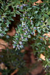 Myrtus communis shrub