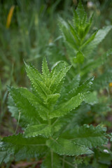 Verbascum blattaria
