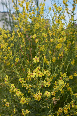 Obraz premium Verbascum sinuatum