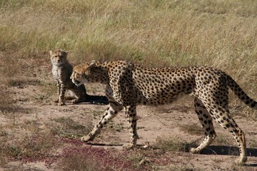 チーター、かっこいい、かわいい、親子、cheetah, cool, cute, family