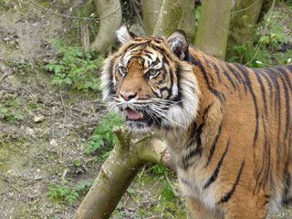 Sumatran Tiger
