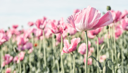 Obraz premium Pink poppy blowing in the wind