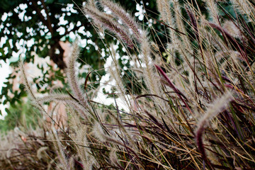 Ears, fluffy plant close-up