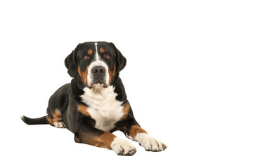 Great swiss mountain dog lying down looking up isolated on a white background with copy space