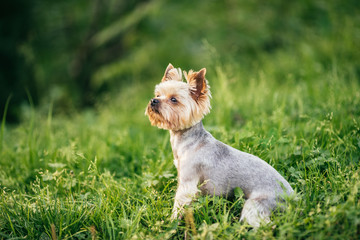 Yorkshire terrier is sitting in the green grass.
