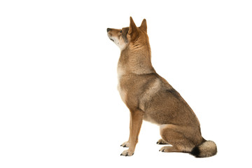 Shikoku dog sitting looking up and away at the background isolated on a white background