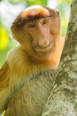 Naklejka premium Portrait of a proboscis monkey seen from the front in a tree in a vertical image