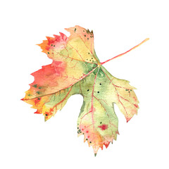 Autumn grape vine leaf isolated on white background. Botanical watercolor. Single leaf