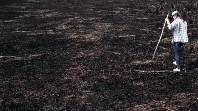 Earth after a fireNatural disaster. A woman walks along the land burned by fire. There are dead trees, burned grass around her. It's an ecological catastrophe