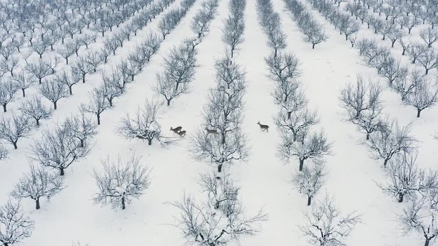 4k aerial Footage with Roe deers in winter meadow, Capreolus capreolus...