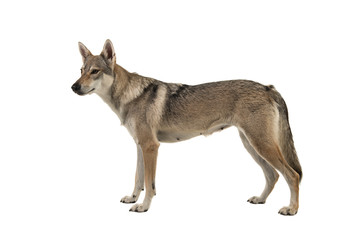 Tamaskan hybrid dog seen from the side isolated on a white background