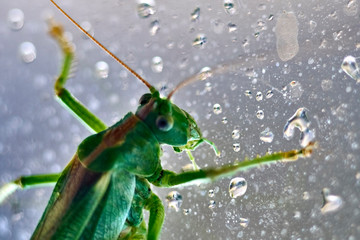 Macro closeup on an insect Tettigonia viridissima - grasshopper - the great green bush-cricket, is a large species of katydid or bush-cricket, family Tettigoniidae, subfamily Tettigoniinae.