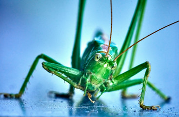 Macro closeup on an insect Tettigonia viridissima - grasshopper - the great green bush-cricket, is a large species of katydid or bush-cricket, family Tettigoniidae, subfamily Tettigoniinae.