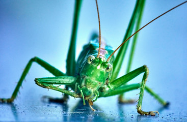 Macro closeup on an insect Tettigonia viridissima - grasshopper - the great green bush-cricket, is a large species of katydid or bush-cricket, family Tettigoniidae, subfamily Tettigoniinae.