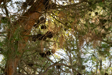 Branch of Pine Tree with needles and Pine Cone