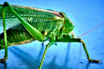 Macro closeup on an insect Tettigonia viridissima - grasshopper - the great green bush-cricket, is a large species of katydid or bush-cricket, family Tettigoniidae, subfamily Tettigoniinae.