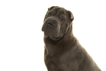Portrait of a grey Shar Pei dog looking at the camera isolated on a white background