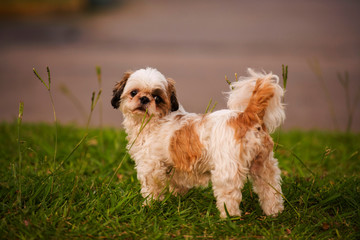 dog on green grass