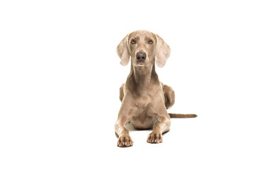 Weimaraner dog lying down looking at the camera seen from the front isolated on a white background