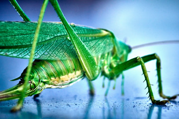 Macro closeup on an insect Tettigonia viridissima - grasshopper - the great green bush-cricket, is a large species of katydid or bush-cricket, family Tettigoniidae, subfamily Tettigoniinae.