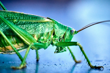 Macro closeup on an insect Tettigonia viridissima - grasshopper - the great green bush-cricket, is a large species of katydid or bush-cricket, family Tettigoniidae, subfamily Tettigoniinae.